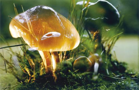 Peter/David Fischli/Weiss, Untitled (Mushrooms), Champignon, 1997-1998