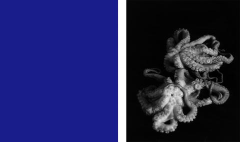 Shirana Shahbazi, [Monochrome]-03-2008] and [Octopus-01-2008], 2008