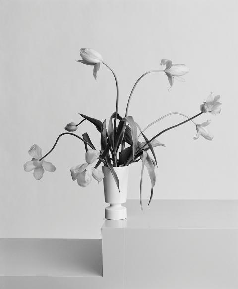 Shirana Shahbazi, [Tulpe-01-2009], 2009