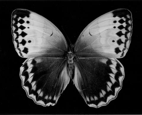 Shirana Shahbazi, [Schmetterling-29-2007], 2007