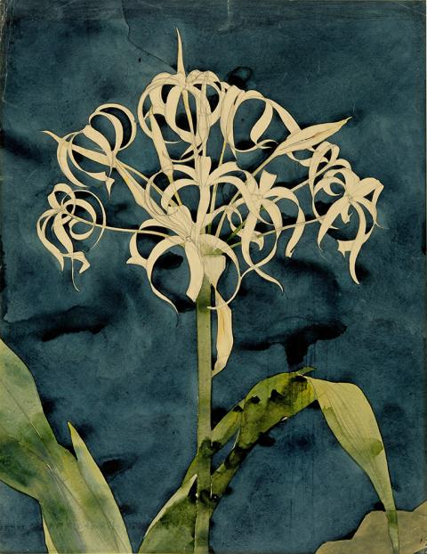 Augusto Giacometti, Orchidée. Etude de plante, ca 1898