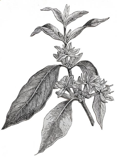 Ishita Chakraborty, Where the Wild Things Roam XVIII, 2025