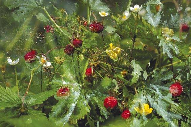 Peter/David Fischli/Weiss, Sans titre (Flowers FW 1/03), 1998