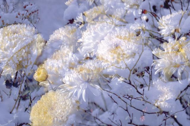 Peter/David Fischli/Weiss, Sans titre (Flowers FW 1/97), 1998