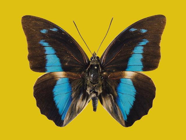 Shirana Shahbazi, [Schmetterling-34-2009], 2009