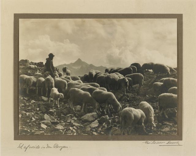 Albert Steiner, Schafweide in den Bergen, s.d.