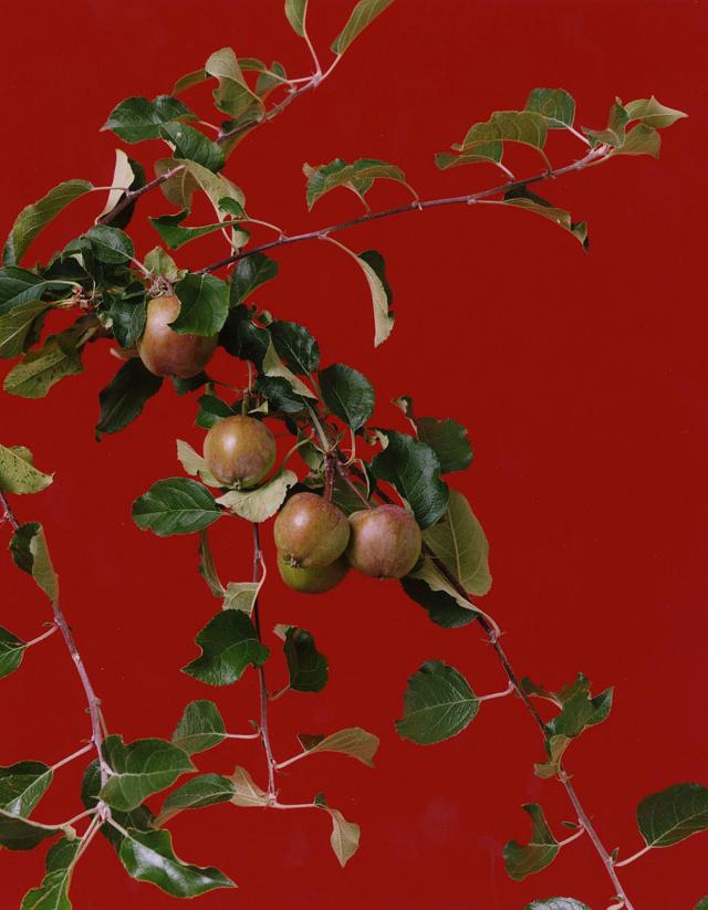 Shirana Shahbazi, [Frucht-04-2008], 2008