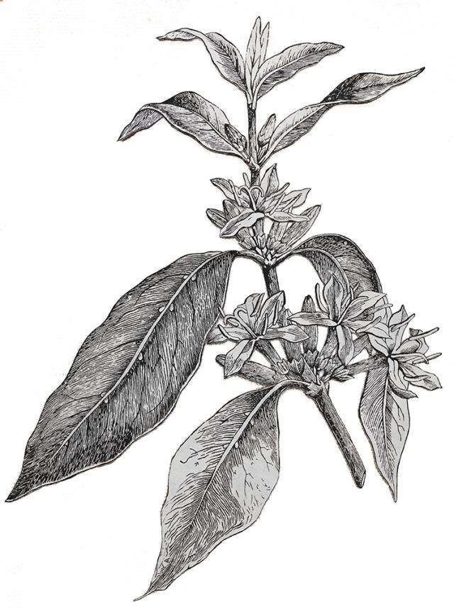 Ishita Chakraborty, Where the Wild Things Roam XVIII, 2025