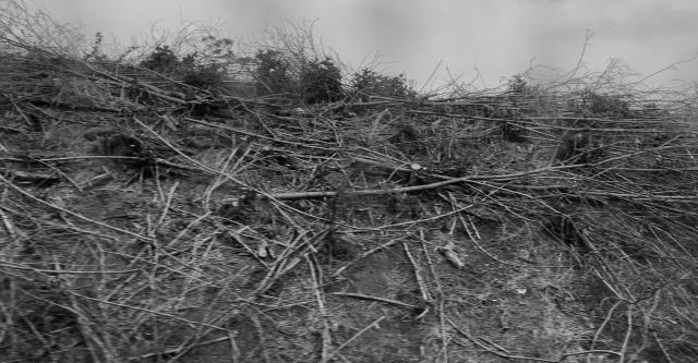 Œuvre d'Alex Hanimann