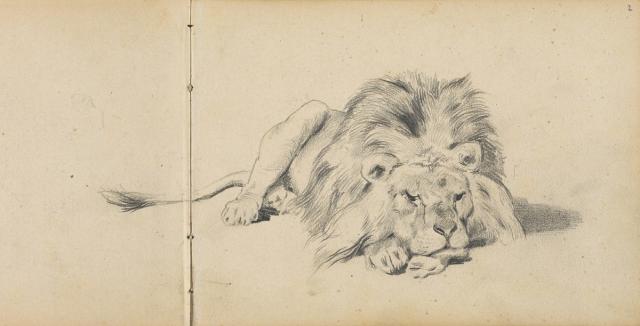 Resting Lion